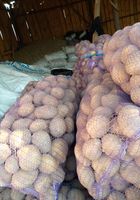 Продам товарну картоплю... оголошення Bazarok.ua