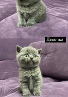 Шотландские прямоухие котята... Объявления Bazarok.ua