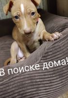 Щенки Чирнеко Дель Этна... оголошення Bazarok.ua