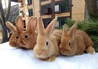 Продам чистокровных кроликов мясной породы – Бургундец... Оголошення Bazarok.ua