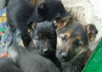 Продам щенков немецкой овчарки... Оголошення Bazarok.ua