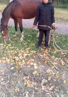 Пропала лошадь... оголошення Bazarok.ua
