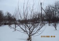 Профессиональная обрезка плодовых деревьев... Оголошення Bazarok.ua