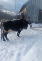 Продам добру корову... Объявления Bazarok.ua