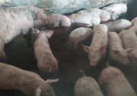 Тварини свині... Объявления Bazarok.ua