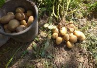 Насіння картоплі... Оголошення Bazarok.ua