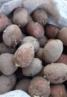Продам картоплю насіннєву на посадку... Оголошення Bazarok.ua
