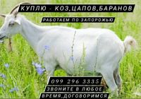 Закупаем козы, цапы, бараны, бычки в любом количестве.... Оголошення Bazarok.ua