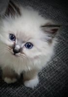 Чарівні блакитноокі кошенята... Оголошення Bazarok.ua