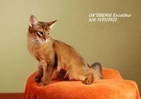 Кошенята Сомалійської кішки... Оголошення Bazarok.ua
