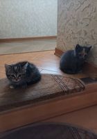 Кошенята в добрі руки... оголошення Bazarok.ua