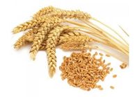 Продам пшеницу 1.300кг... Объявления Bazarok.ua