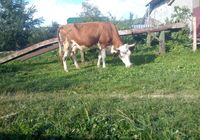 Продам корову... Оголошення Bazarok.ua
