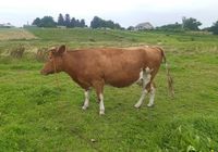 Продається корова,хорошої,молочної породи... оголошення Bazarok.ua