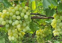 Продам столовый виноград... оголошення Bazarok.ua