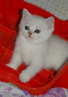 Британские серебристые котята... Оголошення Bazarok.ua