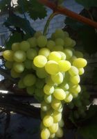 продам дешево виноград столовых сортоа... оголошення Bazarok.ua