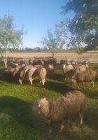 Продам вівці живим весом та на м'ясо можна гуртом... оголошення Bazarok.ua