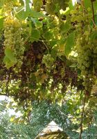 Продам виноград... Оголошення Bazarok.ua