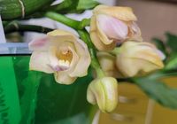Продам орхидею Chysis Sedenii... оголошення Bazarok.ua