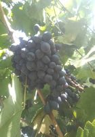 Продам виноград Молдова... оголошення Bazarok.ua