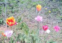 Продам цибулини тюльпанів.40 кольорів... Оголошення Bazarok.ua