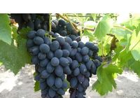 Продам виноград с собственного поля.... оголошення Bazarok.ua