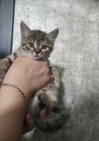 Допоможіть найти родину кошенятам... оголошення Bazarok.ua