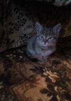 Шукаю дім кошеняті.... Оголошення Bazarok.ua