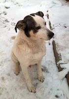 Пропала собака, помогите... Оголошення Bazarok.ua