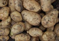 Продам картоплю.... оголошення Bazarok.ua