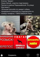 Пропала собака... Оголошення Bazarok.ua