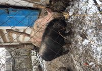 Вьетнамские свинины... Оголошення Bazarok.ua