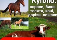 Корови на тримання... оголошення Bazarok.ua