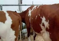 Корови молочної породи, плем'я чистокровних Айширів... Оголошення Bazarok.ua