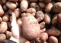 Продам домашню картоплю... Оголошення Bazarok.ua