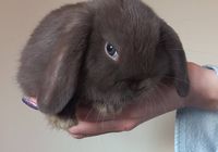 Карликовый кролик Mini Lop... Оголошення Bazarok.ua