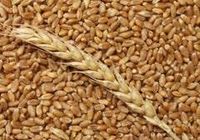 Продам пшеницю урожаю 2022 року. Суха, чиста... оголошення Bazarok.ua