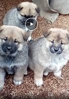 Продаются шикарные щенки Американские Акиты- ину... Объявления Bazarok.ua