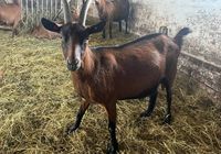 Козенята та кози (альпійські, звичайні)... Оголошення Bazarok.ua