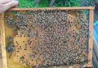 Оголошення Продам бджолопакети... Оголошення Bazarok.ua