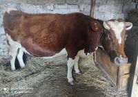 Продам корову... Оголошення Bazarok.ua