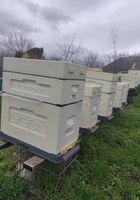 Бджоло пакети у Вінницькій області... Оголошення Bazarok.ua