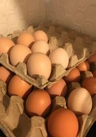 Домашние яйца (свежие)... Оголошення Bazarok.ua