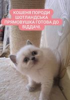 Котята породы Шотландцы... Объявления Bazarok.ua