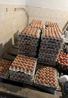 Курячі яйця... Оголошення Bazarok.ua