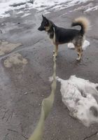 Пропала собака разноглазая... оголошення Bazarok.ua