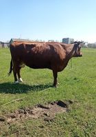 Продам хорошою корову... Оголошення Bazarok.ua