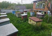 Продажа пчелиных семей и пчелопекеты... оголошення Bazarok.ua