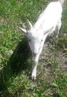 Продам козенят від доброї кози... Оголошення Bazarok.ua